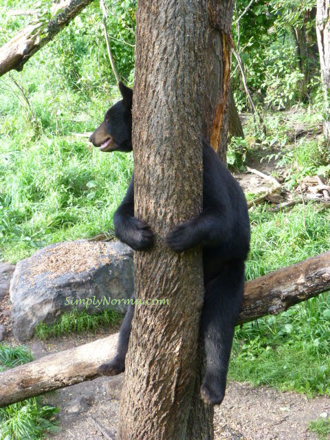 Bear, Vince Shute Wildlife Sanctuary