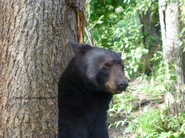 Bear, Vince Shute Wildlife Sanctuary