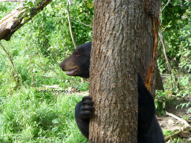 Bear, Vince Shute Wildlife Sanctuary