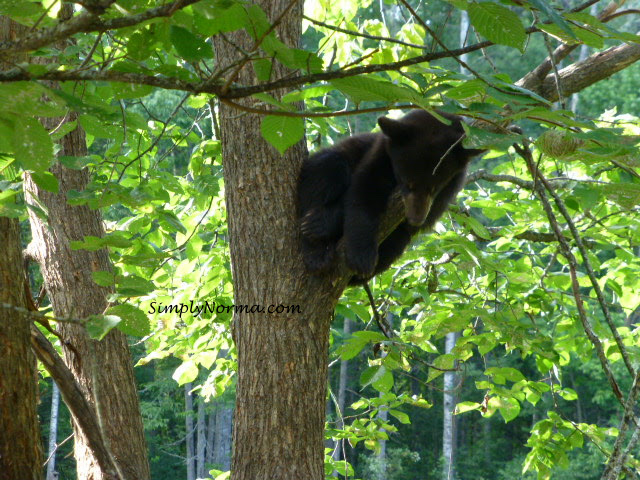 Bear Cub in Tree, Vince Shute Wildlife Sanctuary