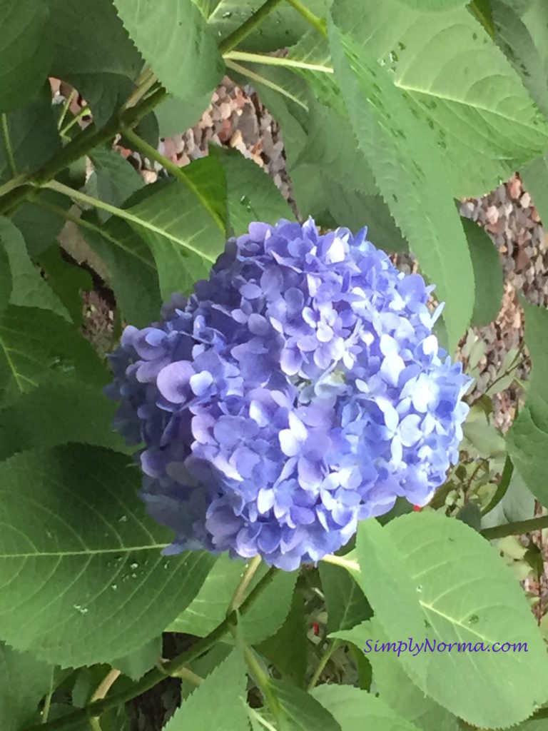 Purple Hydrangea