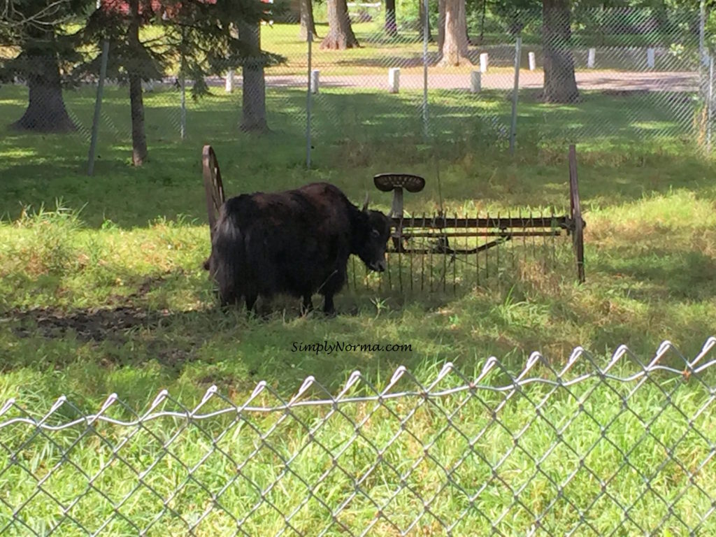 Yak, Pine Grove Zoo