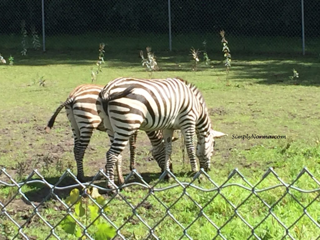 Zebras, Pine Grove Zoo