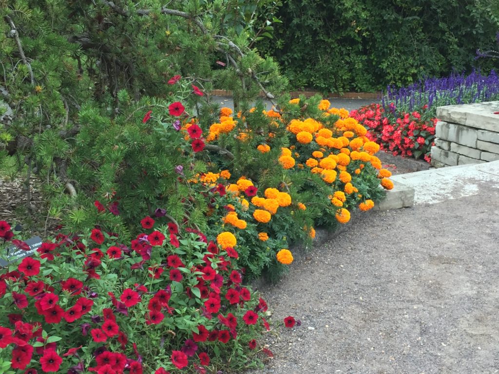 Autumn Flowers, Minnesota Landscape Arboretum