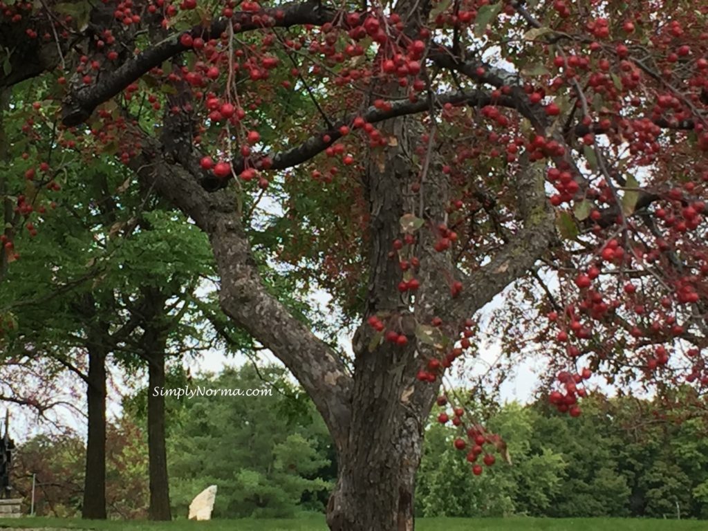 Crabapple Tree, Minnesota