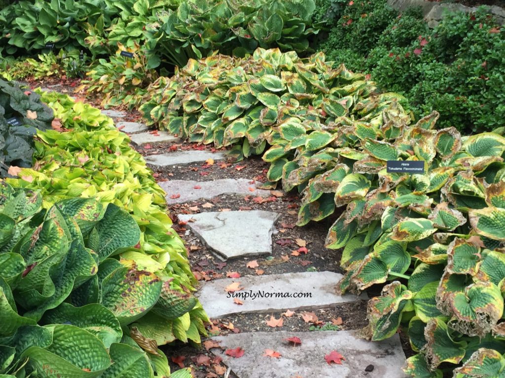 Hosta Walkway, Minnesota Landscape Arboretum