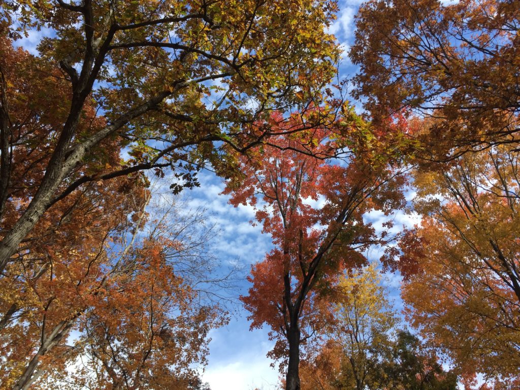 Autumn Trees, Minnesota