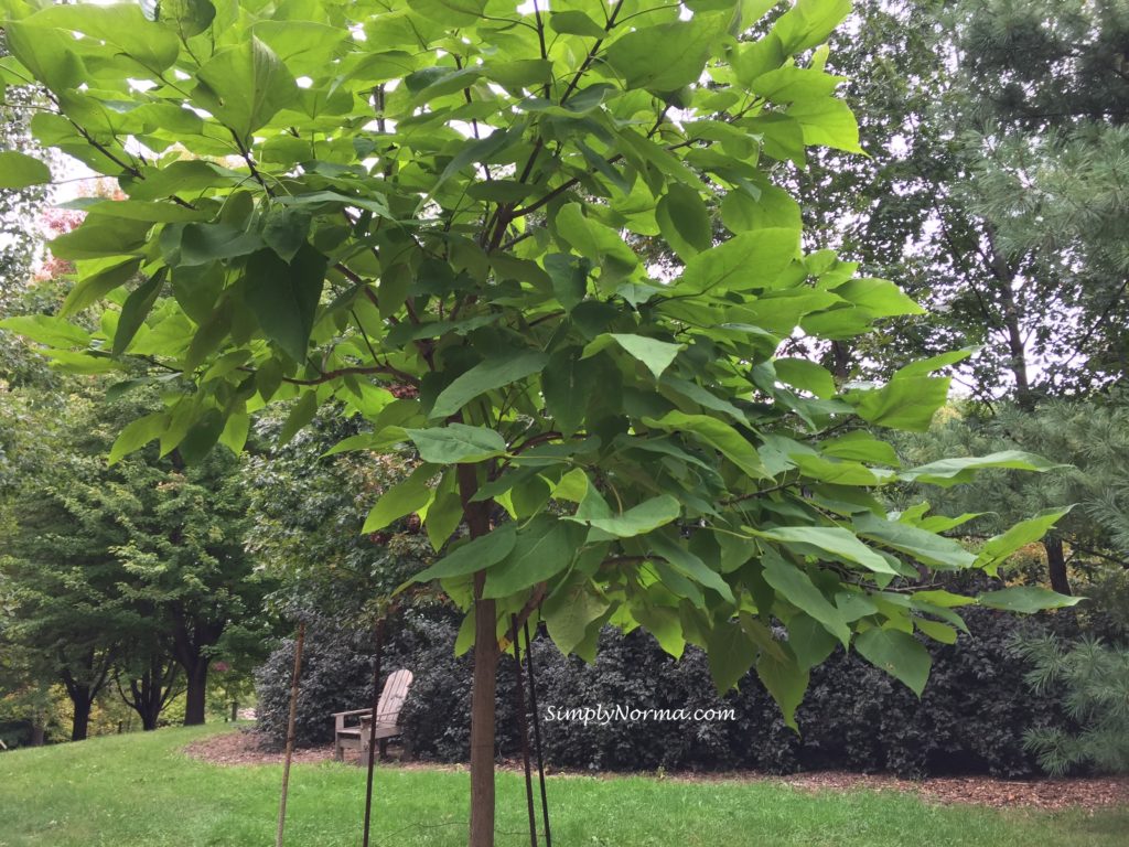 Northern Catalpa Tree, Minnesota