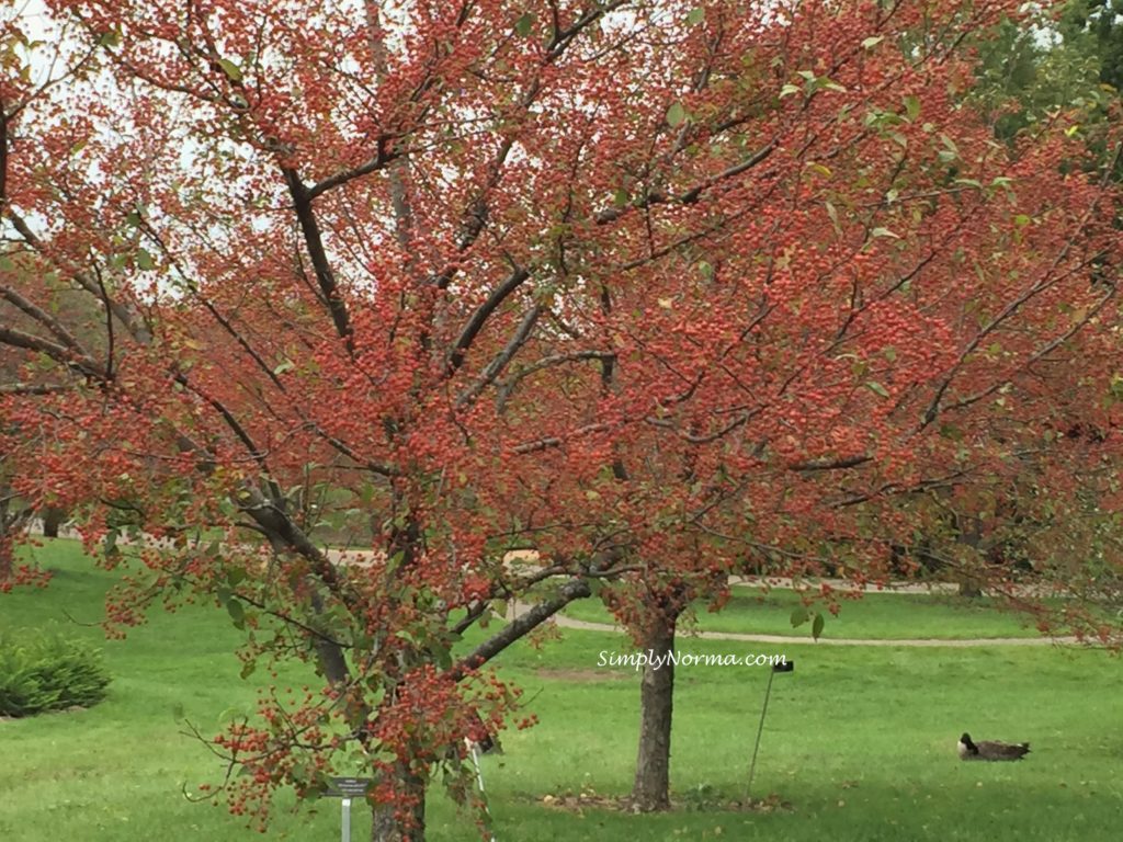 Trees, Minnesota