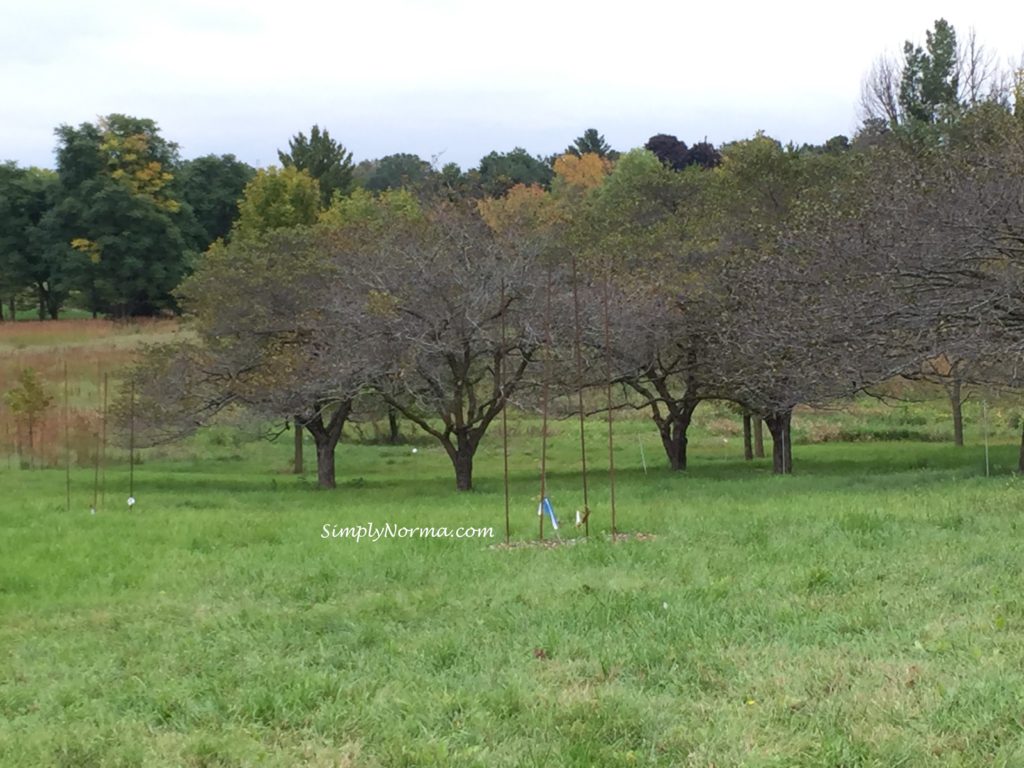 Trees, Minnesota