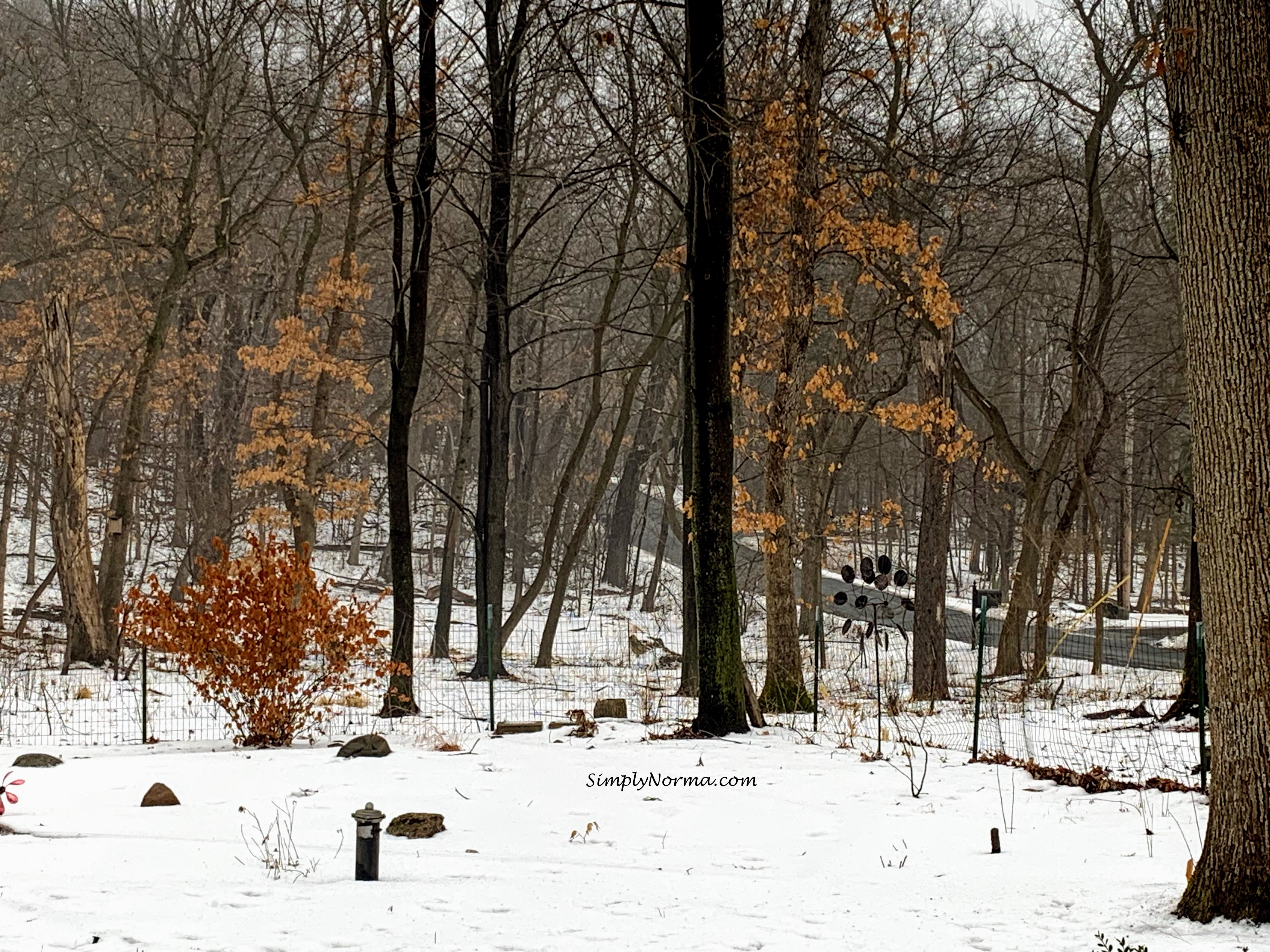 Minnesota Polar Vortex Aftermath