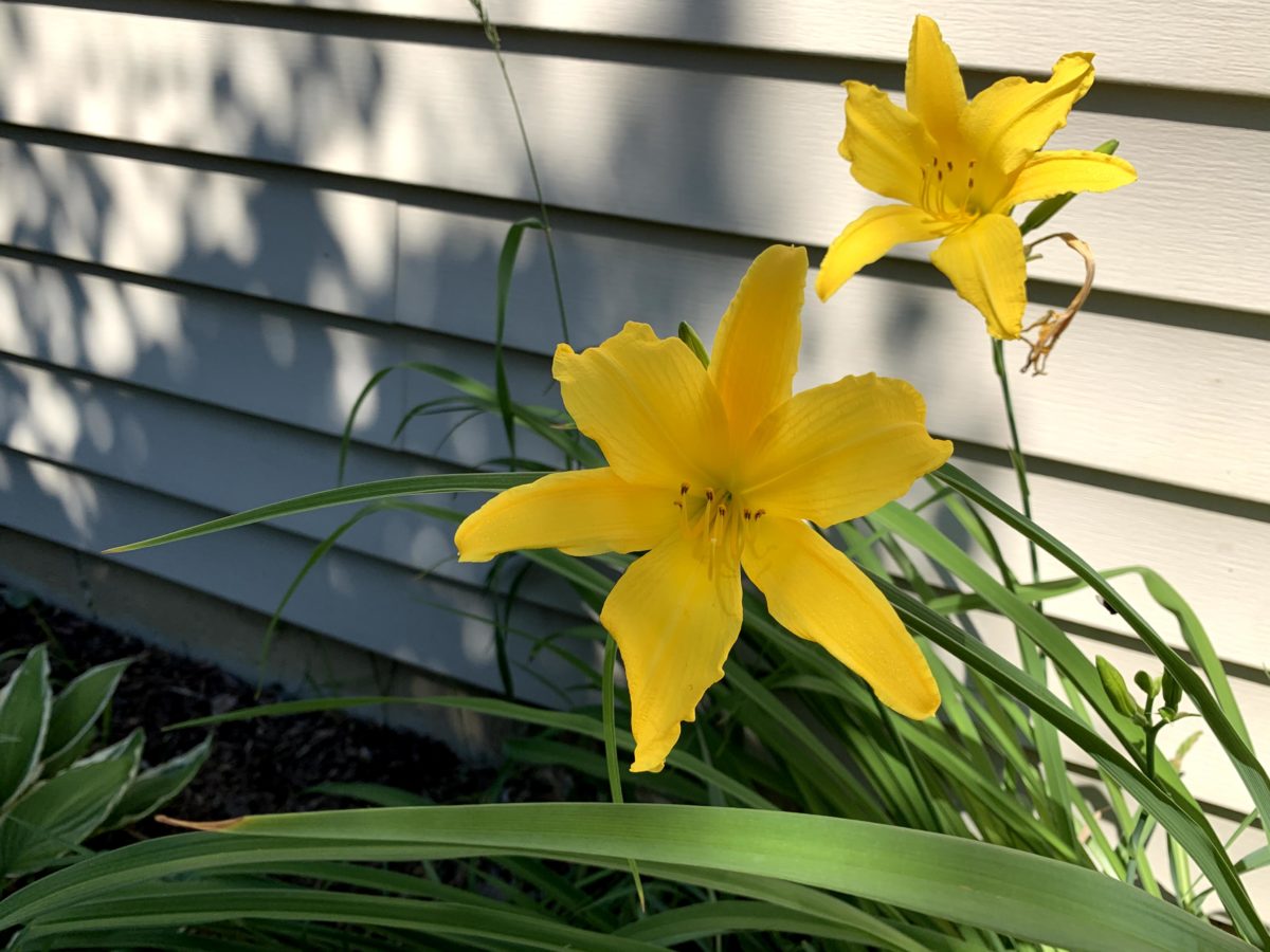 Yellow Daylilies Simply Norma